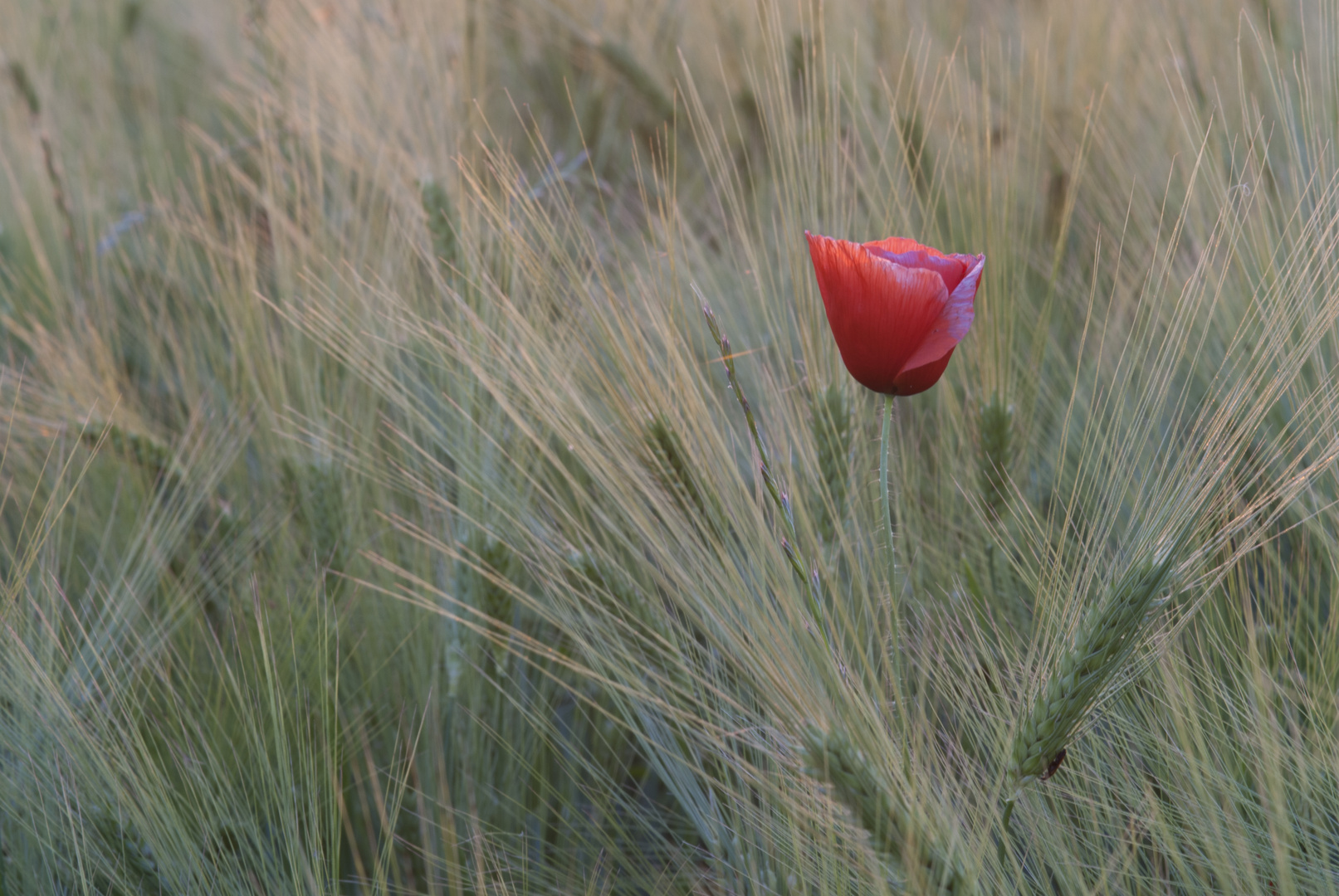 Mohnblume aufgefächert