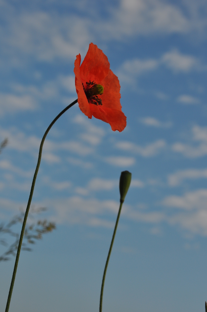 Mohnblume aus der Froschperspektive