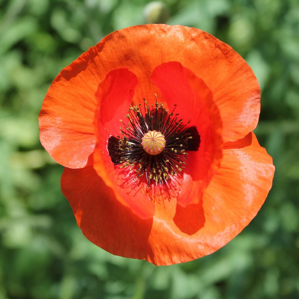 Mohnblume Foto &amp; Bild | pflanzen, pilze &amp; flechten, blüten ...