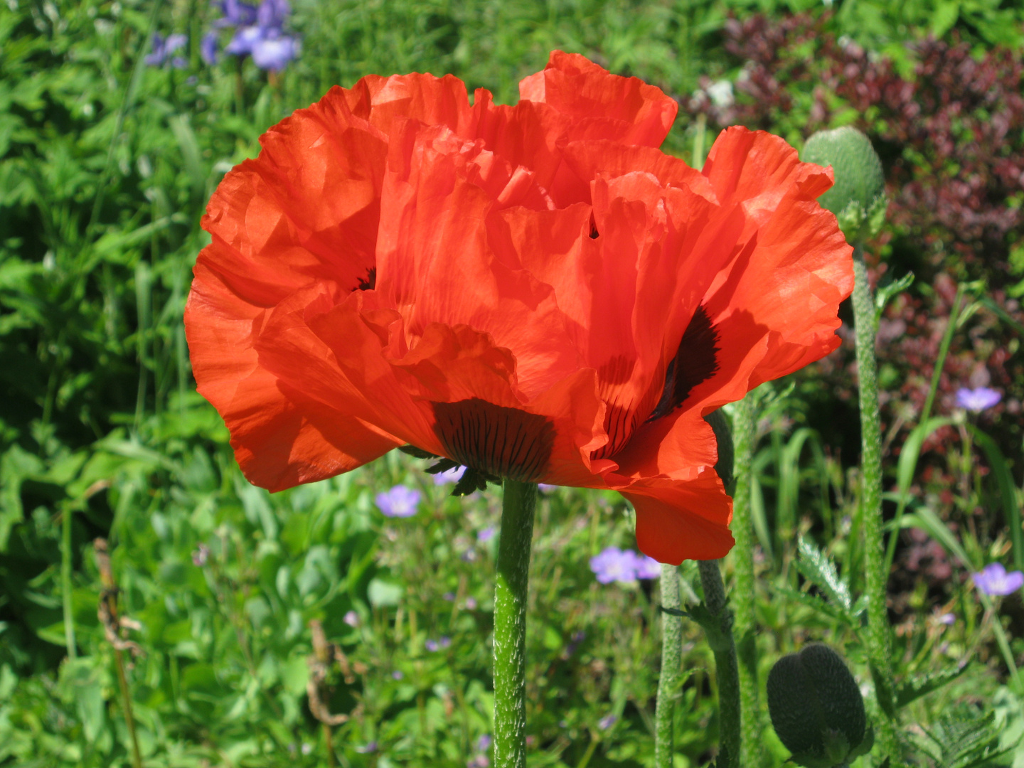 Mohnblume Foto &amp; Bild | pflanzen, pilze &amp; flechten, blüten ...