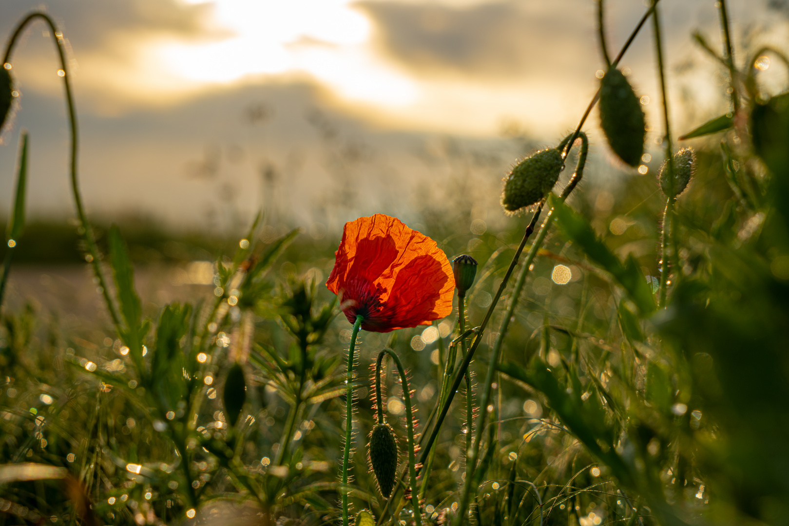 Mohnblume bei Sonnenaufgang