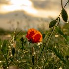 Mohnblume bei Sonnenaufgang