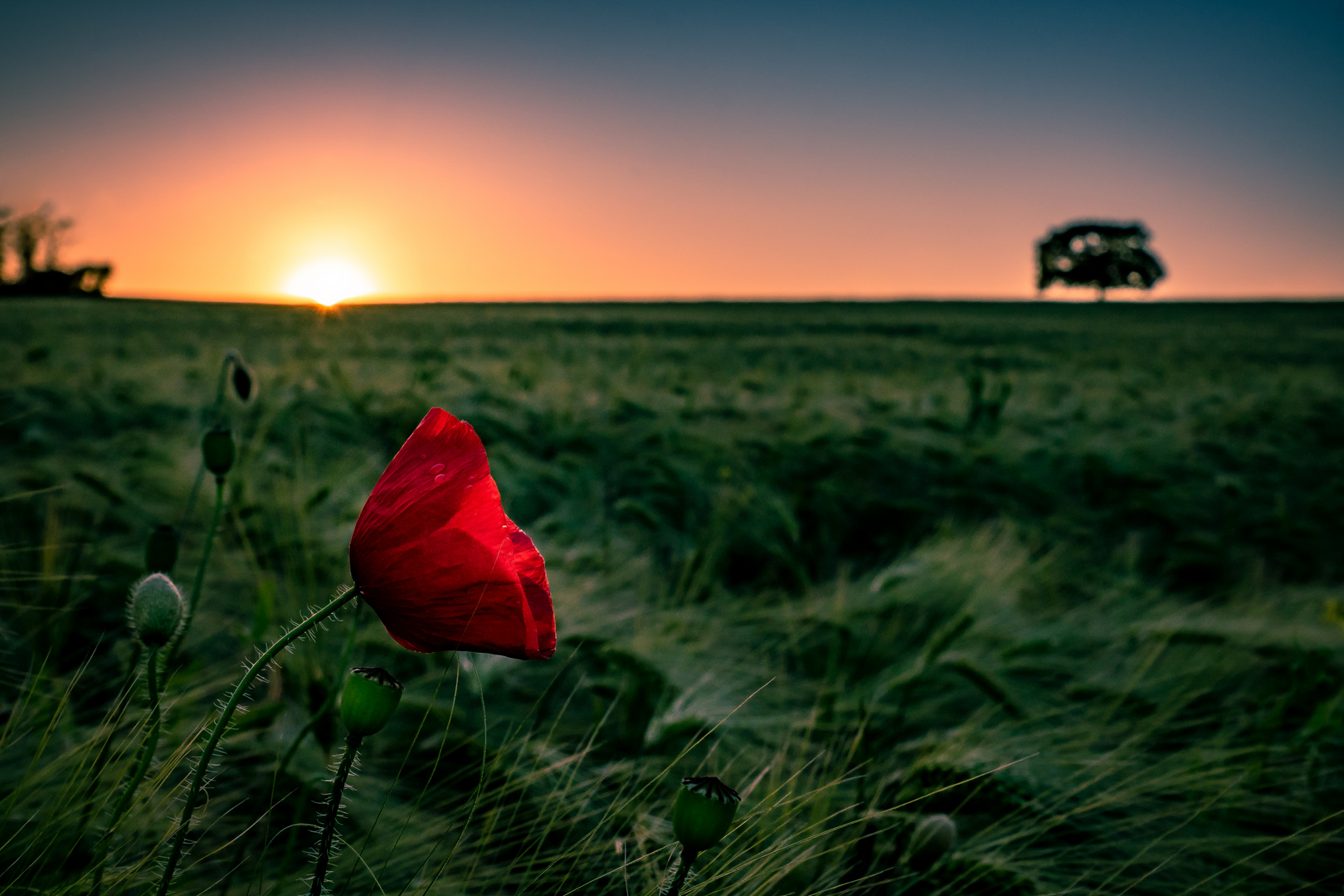 Mohnblume bei Sonnenuntergang