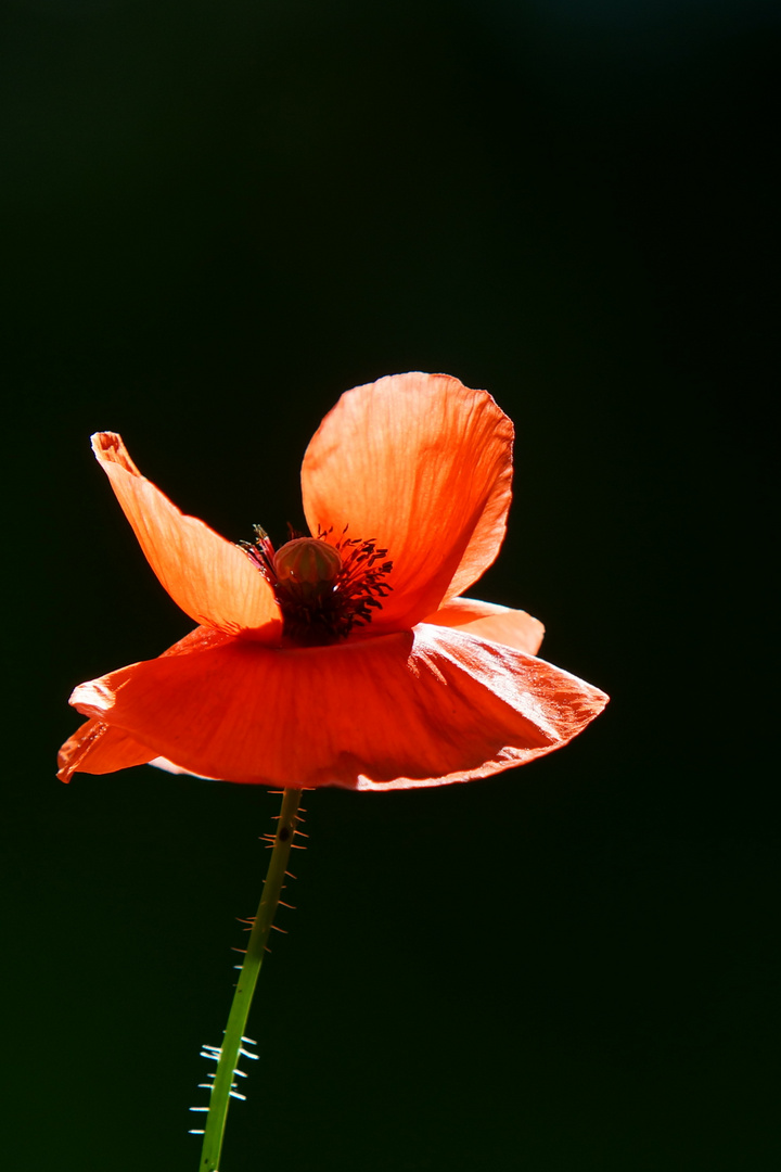 Mohnblume beim Start