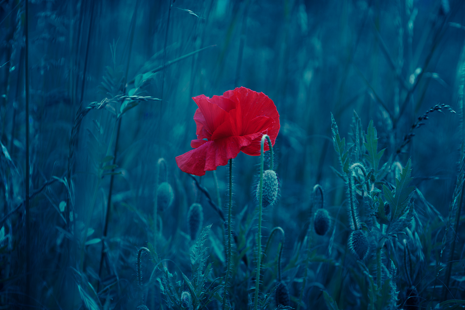 Mohnblume Blau Rot