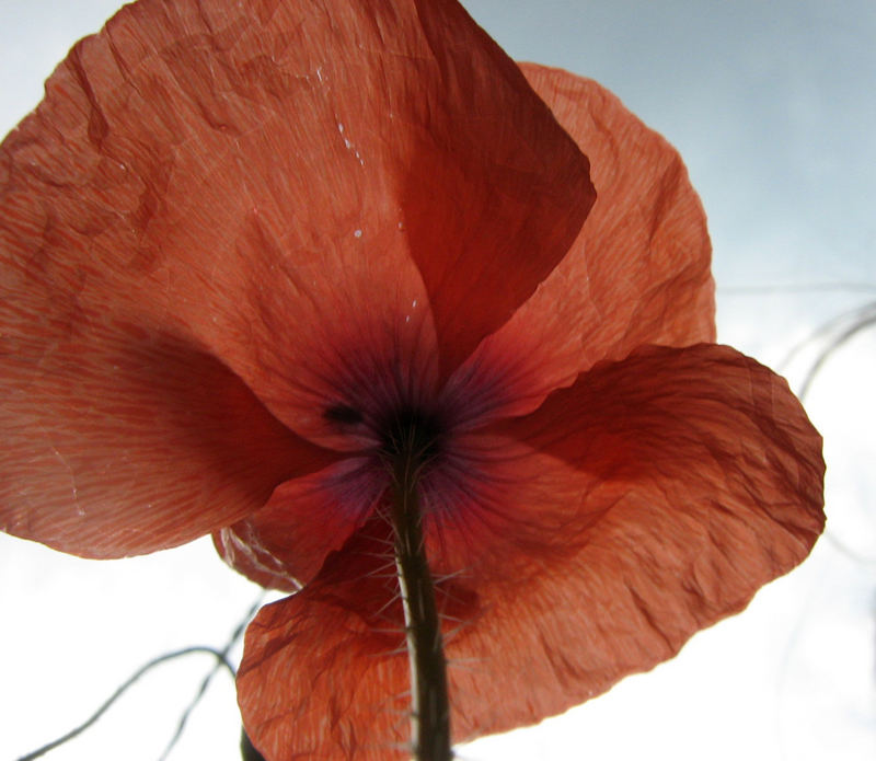 mohn.blume.