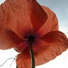 mohn.blume.