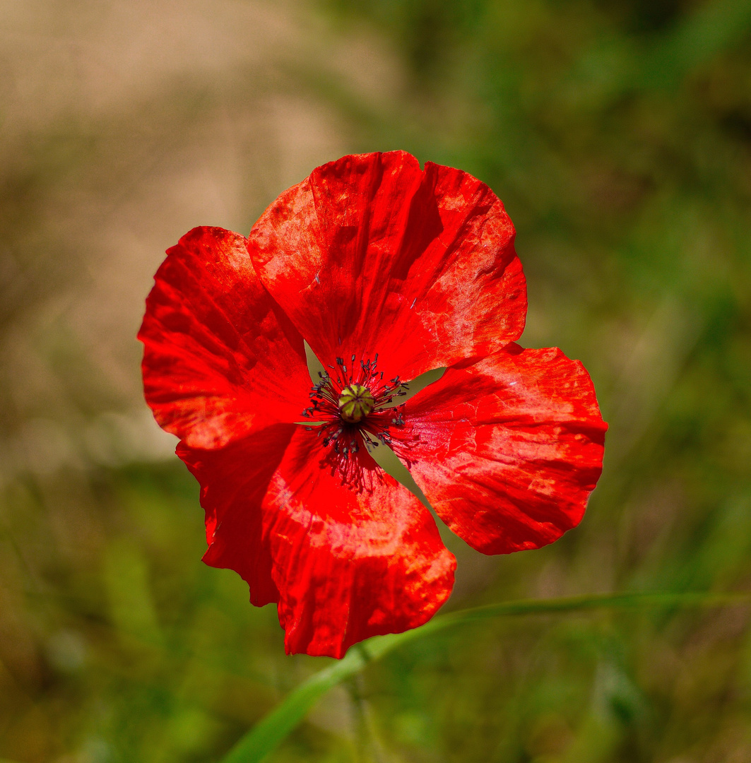 Mohnblume - Die.......die immer Lacht ....immer Lacht ?