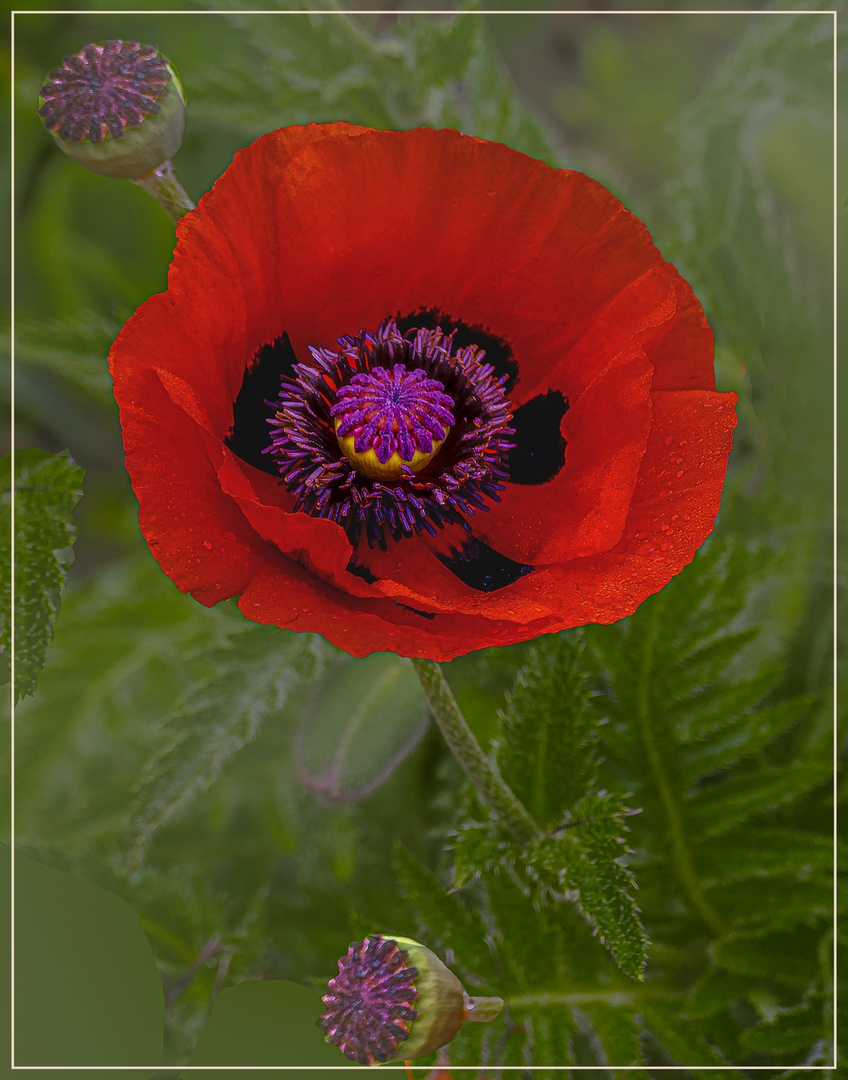 Mohnblume Foto & Bild macro , natur, macro Bilder auf