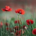 Mohnblume