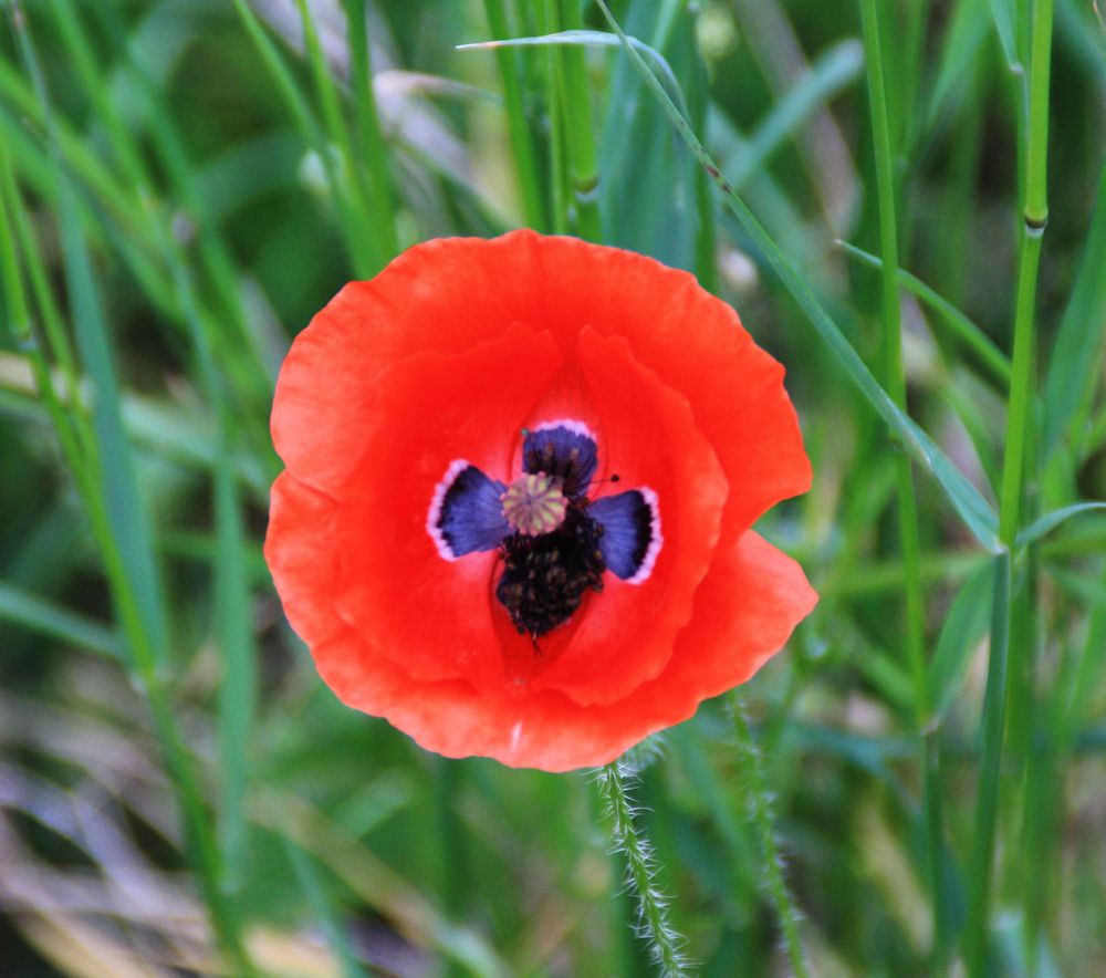 Mohnblume Foto & Bild pflanzen, pilze & flechten, blüten