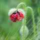 Mohnblume, ein bisschen welk aber trotzdem noch schn