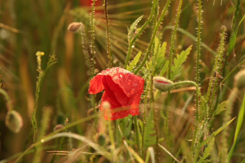 Mohnblume