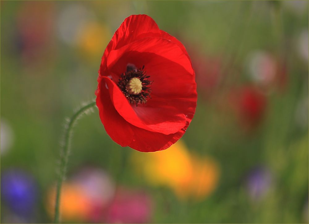 Mohnblume Foto & Bild blumen , fotos, spezial Bilder auf