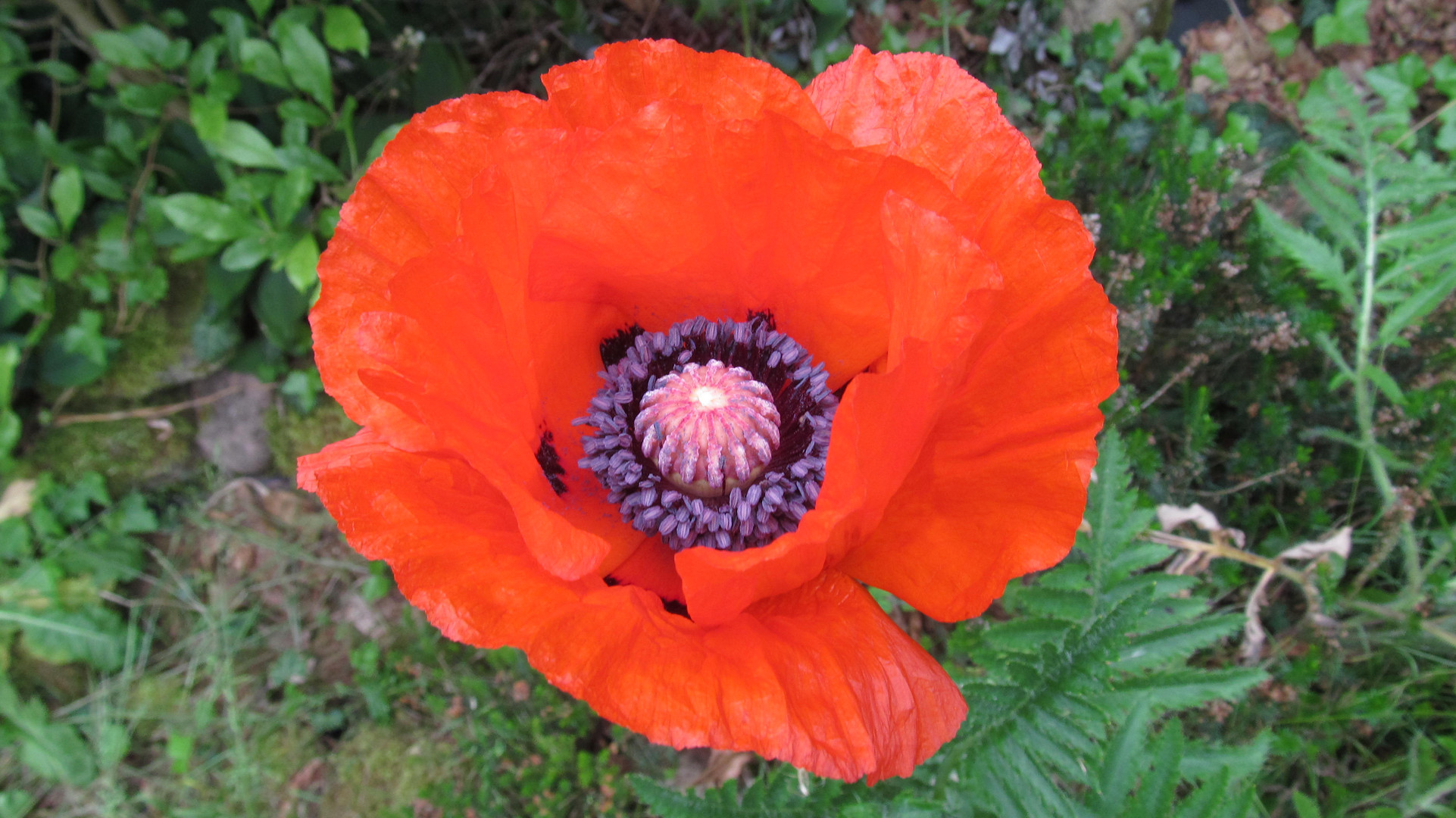 Mohnblume Foto & Bild pflanzen, pilze & flechten, blüten & insekten