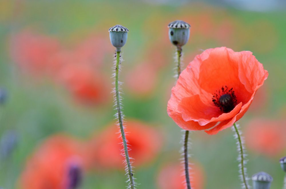 Mohnblume Foto & Bild | fotos, natur, pflanzen Bilder auf fotocommunity