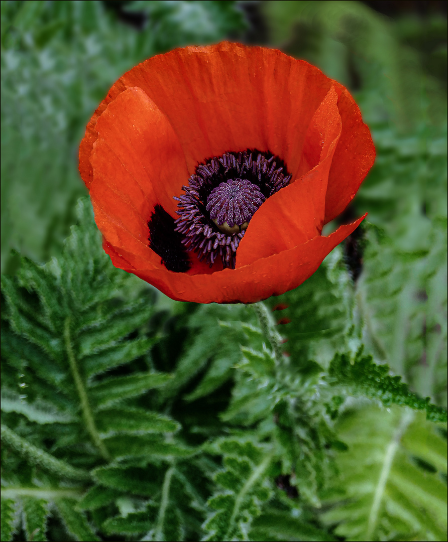 Mohnblume Foto & Bild macro , nature, spezial Bilder auf