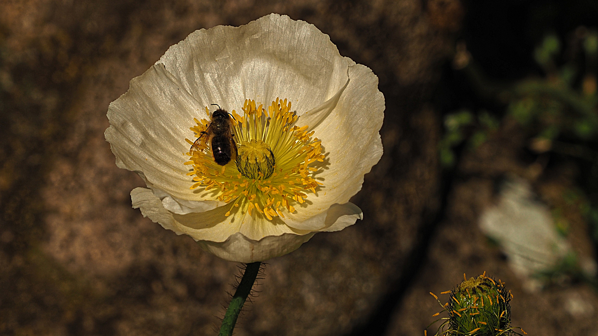 Mohnblume gelb in Braunton