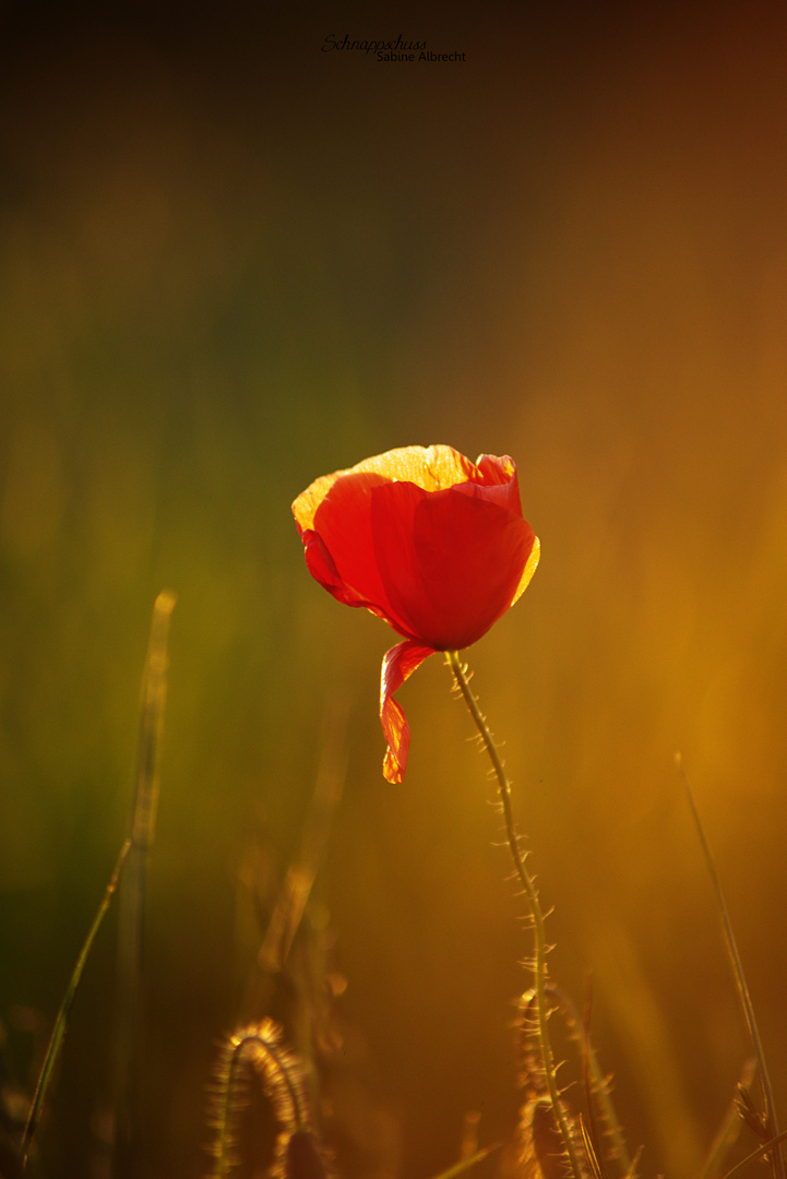 Mohnblume im Abendlicht