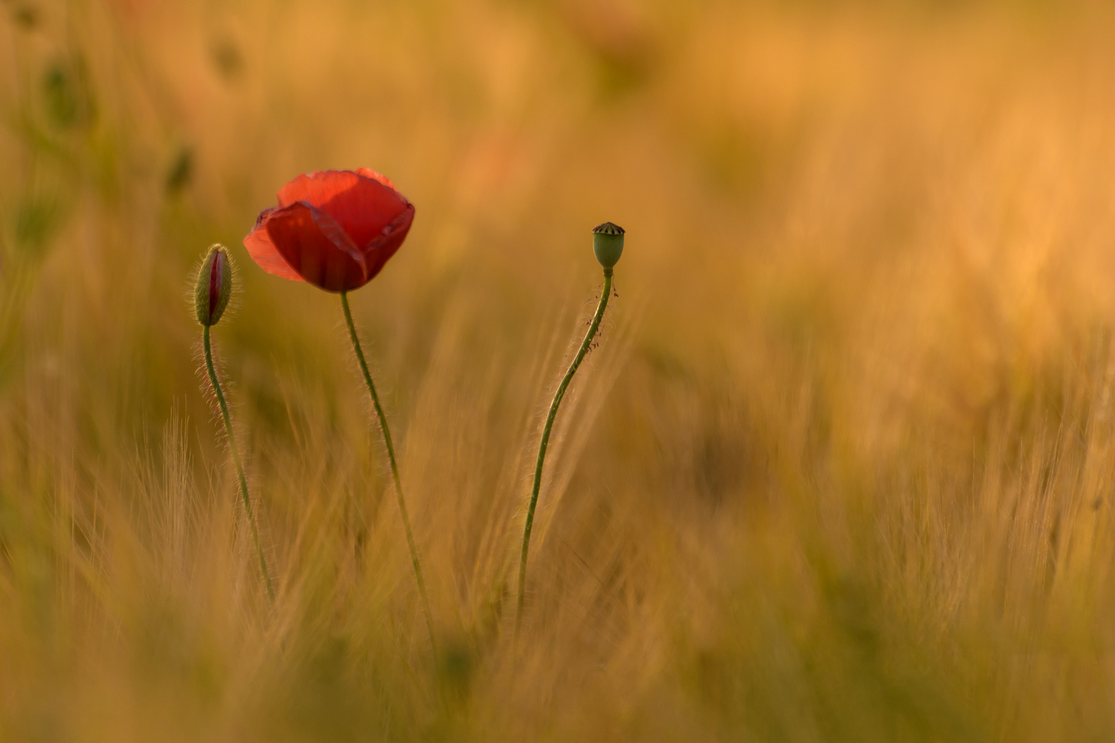 Mohnblume im Abendlicht 