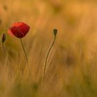 Mohnblume im Abendlicht 