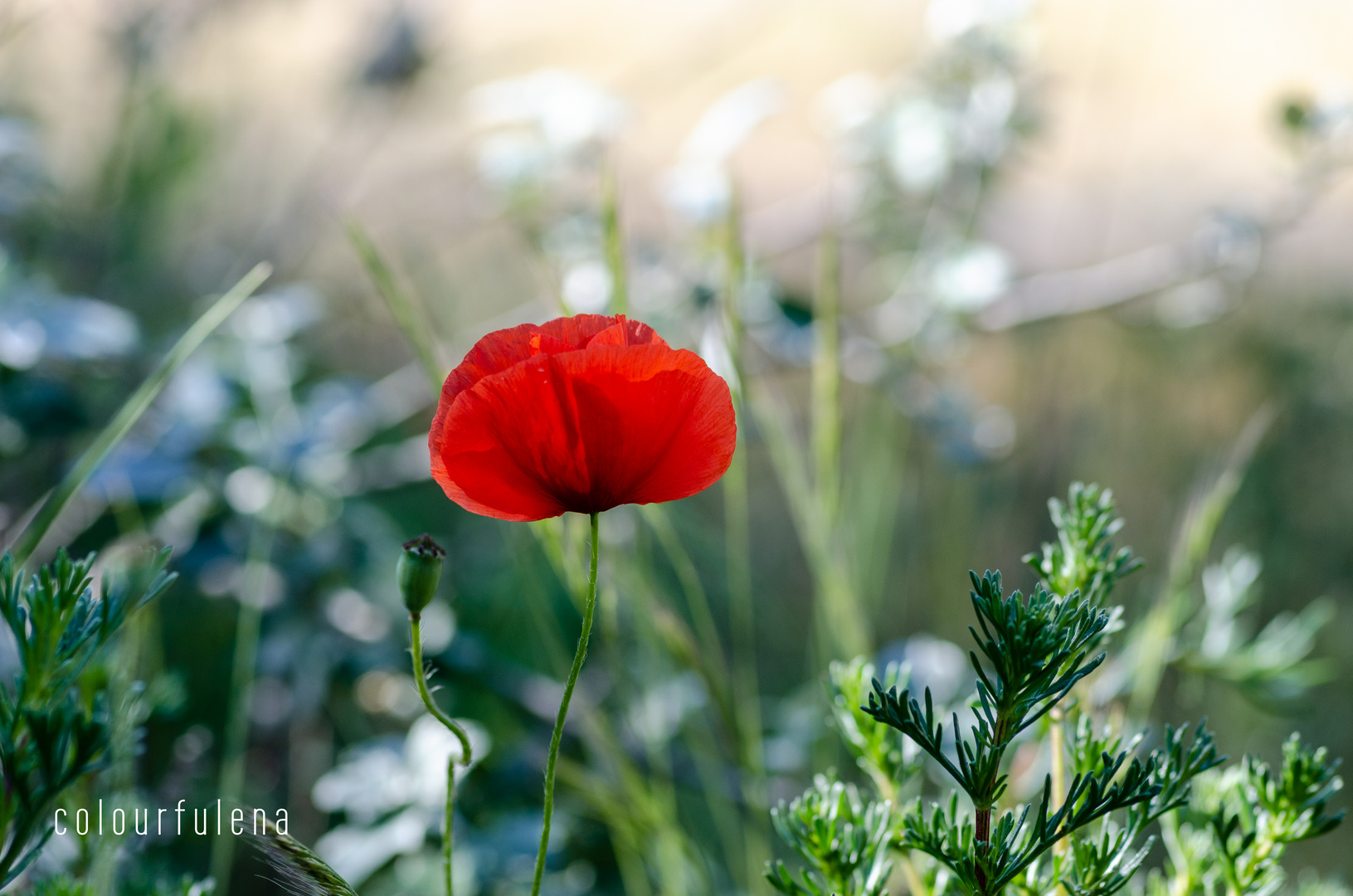 Mohnblume im Abendlicht