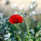 Mohnblume im Abendlicht