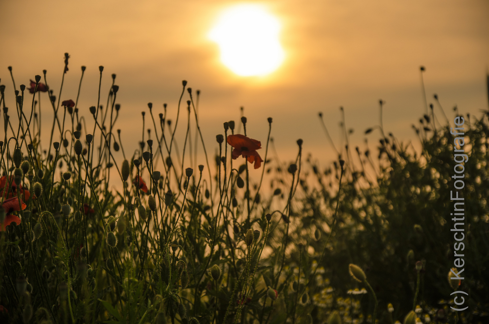 Mohnblume im Abendrot