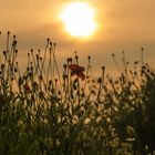 Mohnblume im Abendrot