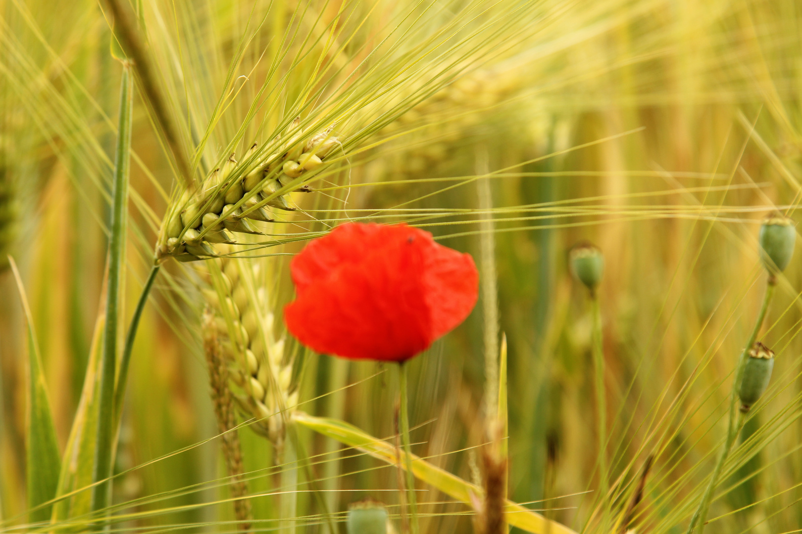 Mohnblume im Feld ...