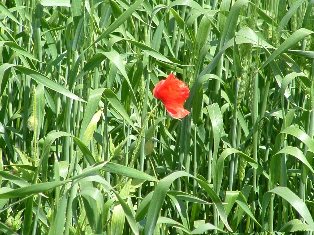 Mohnblume im Feld