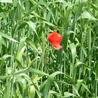 Mohnblume im Feld