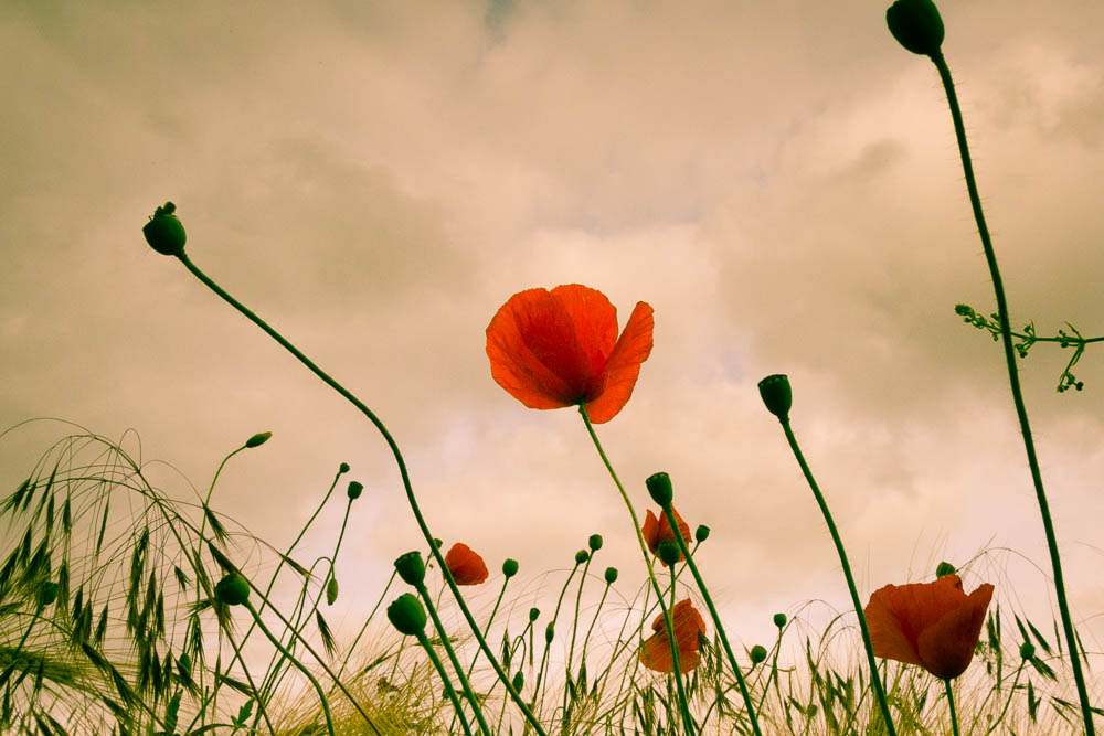 Mohnblume im Feld