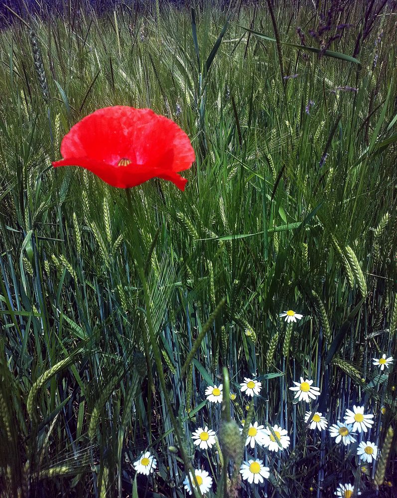 Mohnblume im Feld