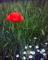 Mohnblume im Feld