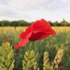 Mohnblume im Feld