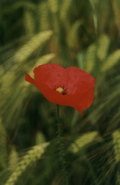 Mohnblume im Feld