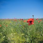 Mohnblume im Feld