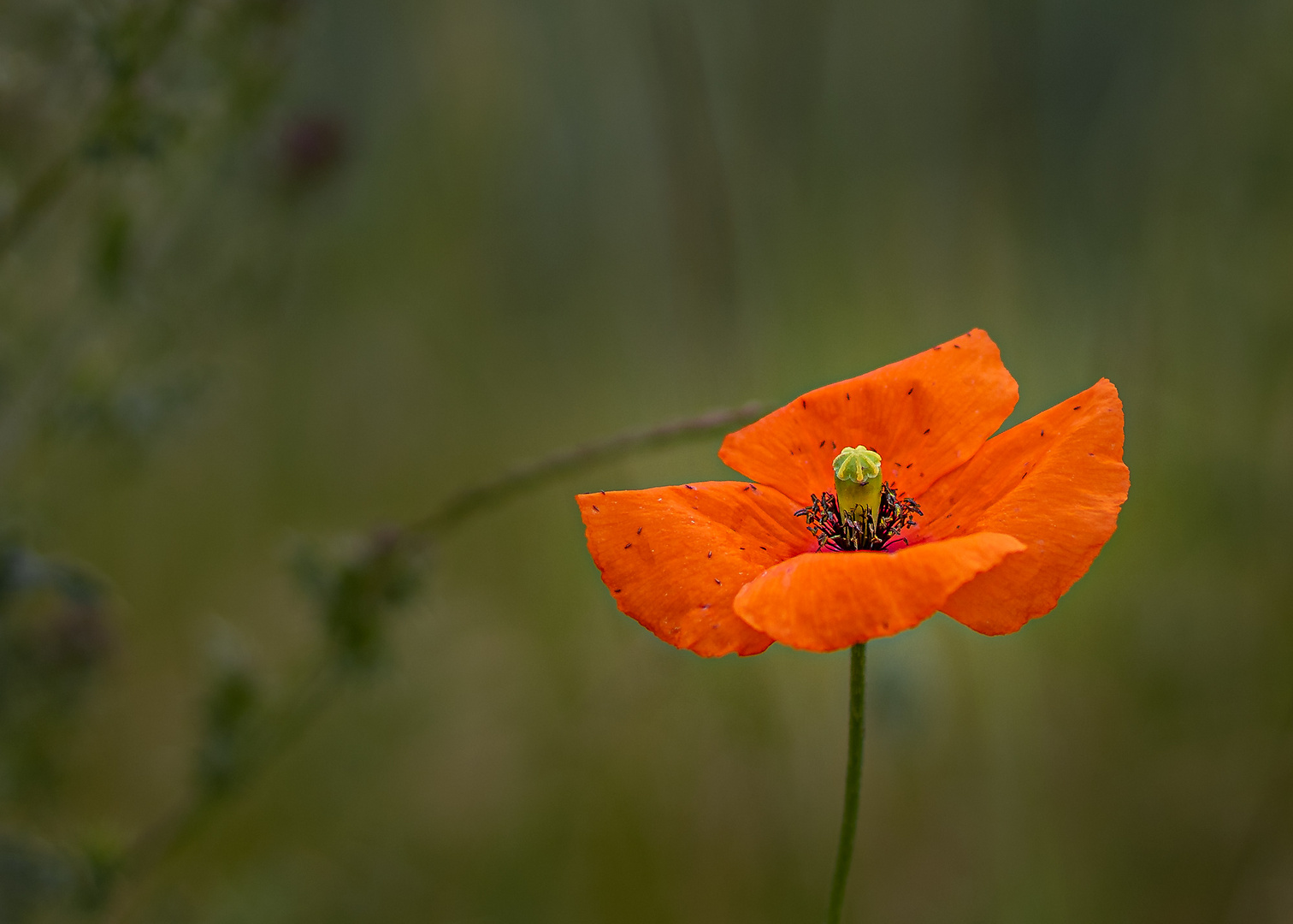 Mohnblume im Feld