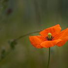 Mohnblume im Feld