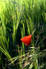 Mohnblume im Feld