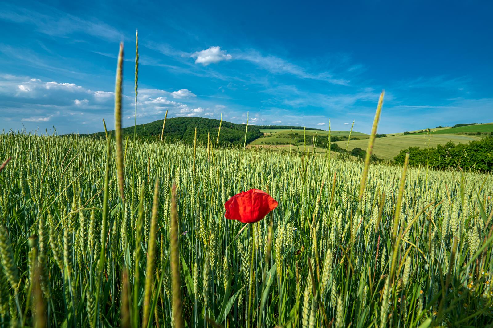 Mohnblume im Feld