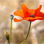 Mohnblume im Feld