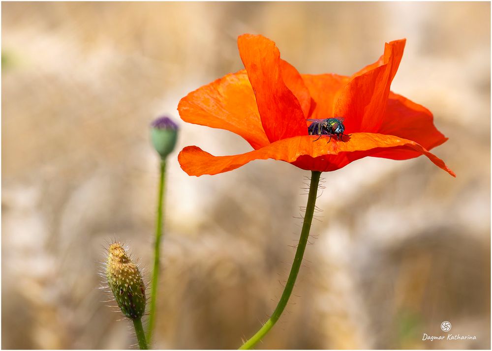 Mohnblume im Feld