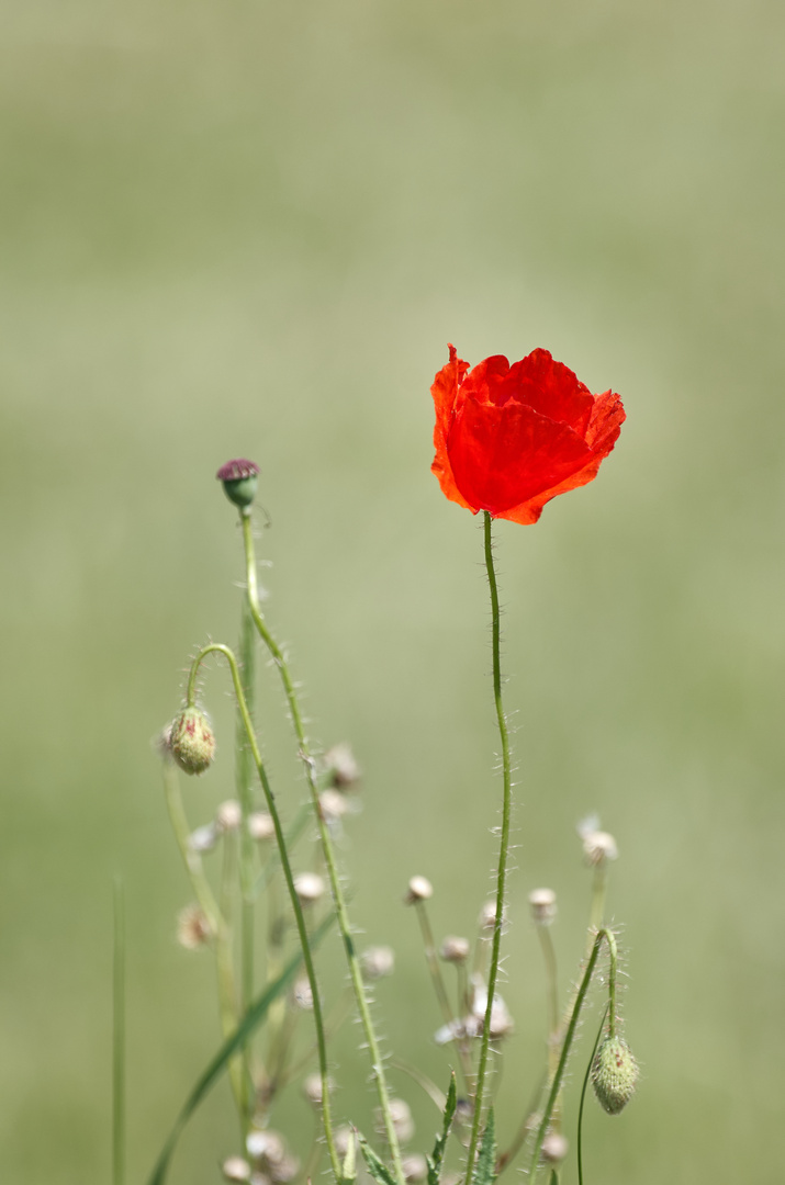 Mohnblume im Feld