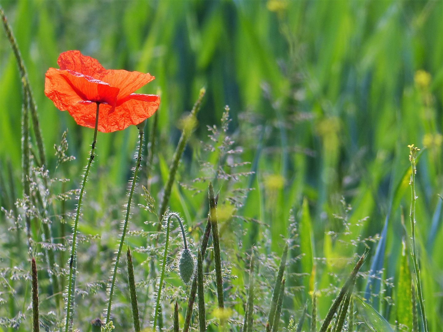 Mohnblume im Feld