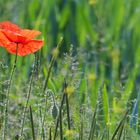 Mohnblume im Feld