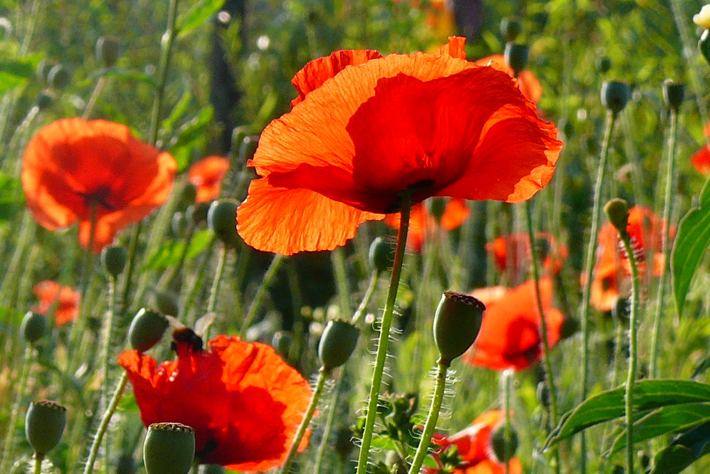 Mohnblume im Garten Foto & Bild sonnenuntergänge, himmel & universum