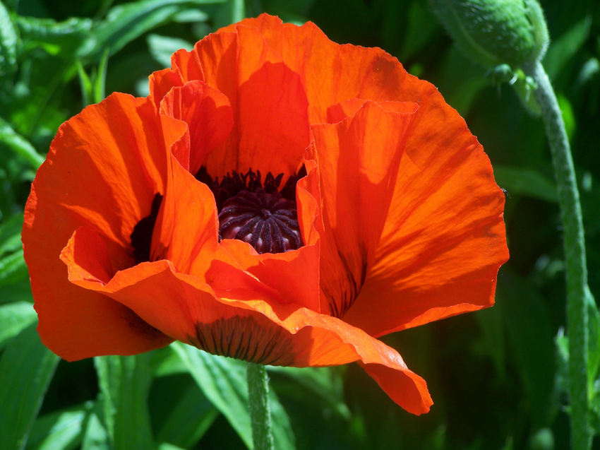 Mohnblume im Garten