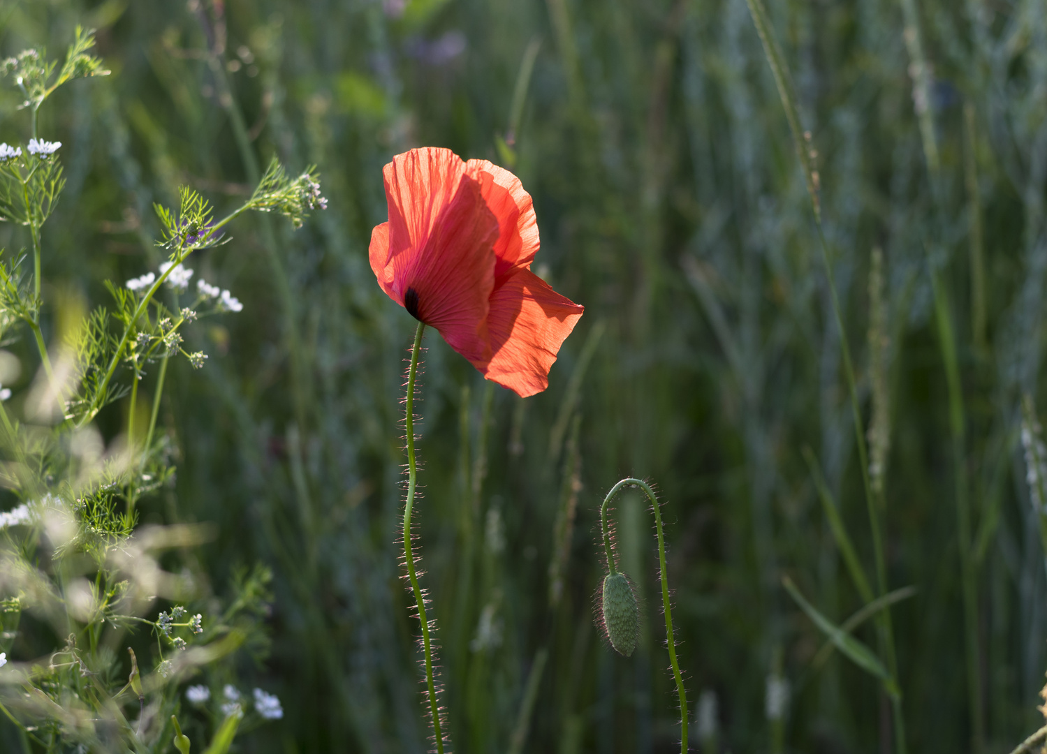 Mohnblume im Gegenlicht 